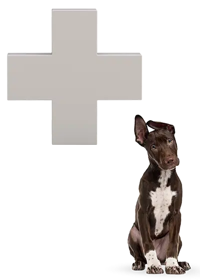 5.cane croce