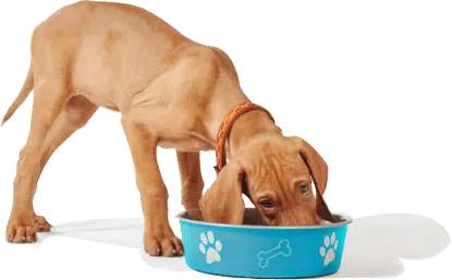 dog 01 9e453009