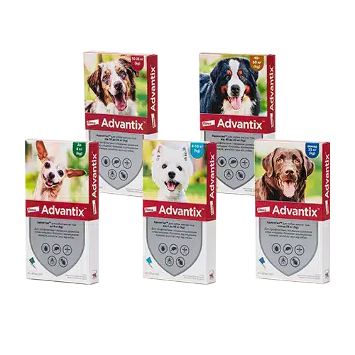 Адвантікс (Advantix) - краплі від бліх та кліщів для собак (4 піпетки - упаковка)