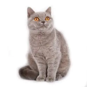 depositphotos 67105963 stock photo british short hair cat breed