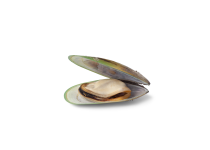 ingredient green lipped clam