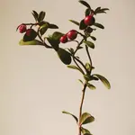 cranberries amigovet