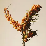 sea buckthorn amigovet