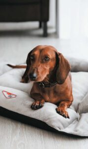 simon 1