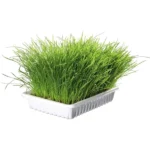 Трава Trixie Soft Grass для котів та кошенят, 100 г (пластиковий контейнер)