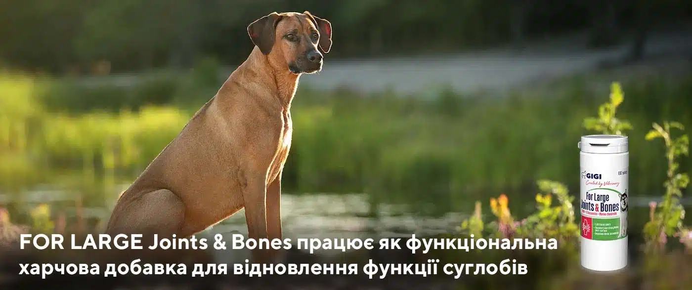 АктиВЕТ для собак / FOR LARGE Joints & Bones (GIGI) - хондропротектор для собак 1 gigi large j b n dog amigovet
