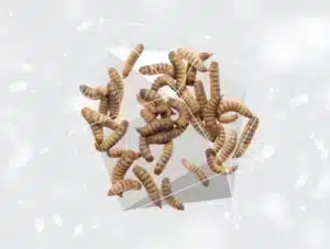 2220x1680px npsc insects740 560fit