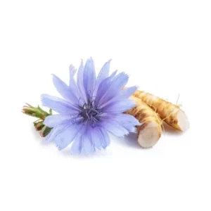 chicory extract391 240resizebg amigovet