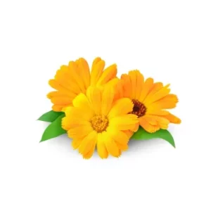 marigold391 240resizebg amigovet