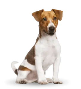 largeimage 10