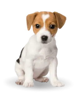 largeimage 15