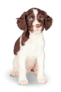 largeimage 16