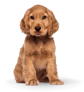 largeimage 18