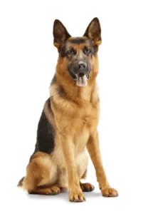 largeimage