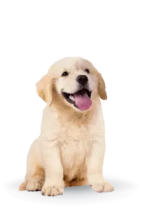 largeimage 21