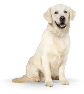 largeimage 22
