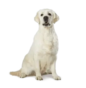 largeimage 3