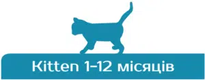 monge cat kitten