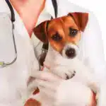 vet amigovet