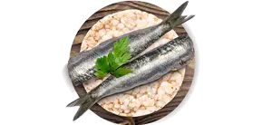 sardina