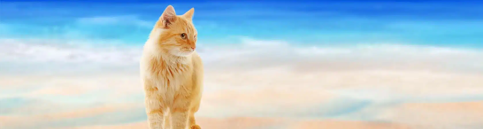 709 37 ocean feline head 1680x450 1
