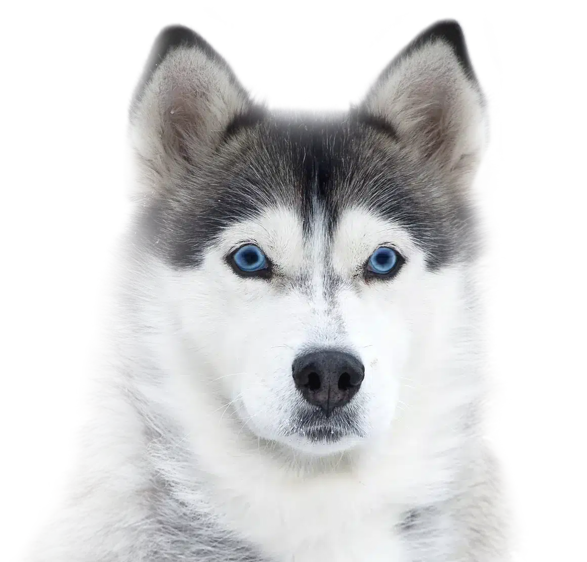 banner dog husky