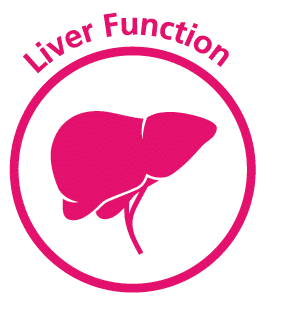 liver icon