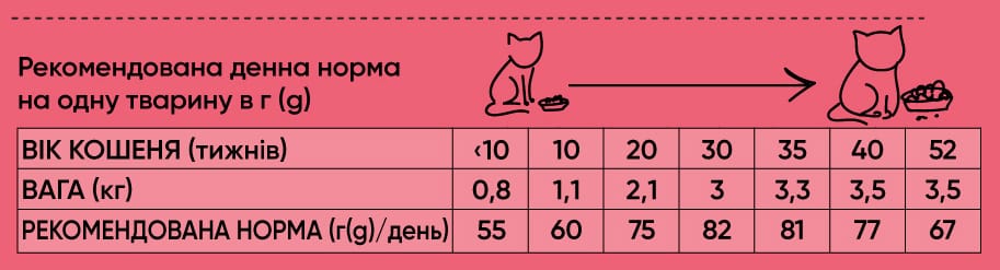 20925 kitten 1