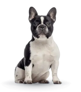 largeimage 19