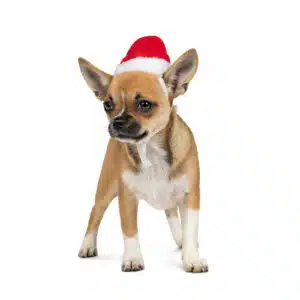 Новорічна шапочка Pet Fashion для собак