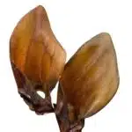 Лакомство для собак SALUTIS - Уши говяжьи, 2 шт