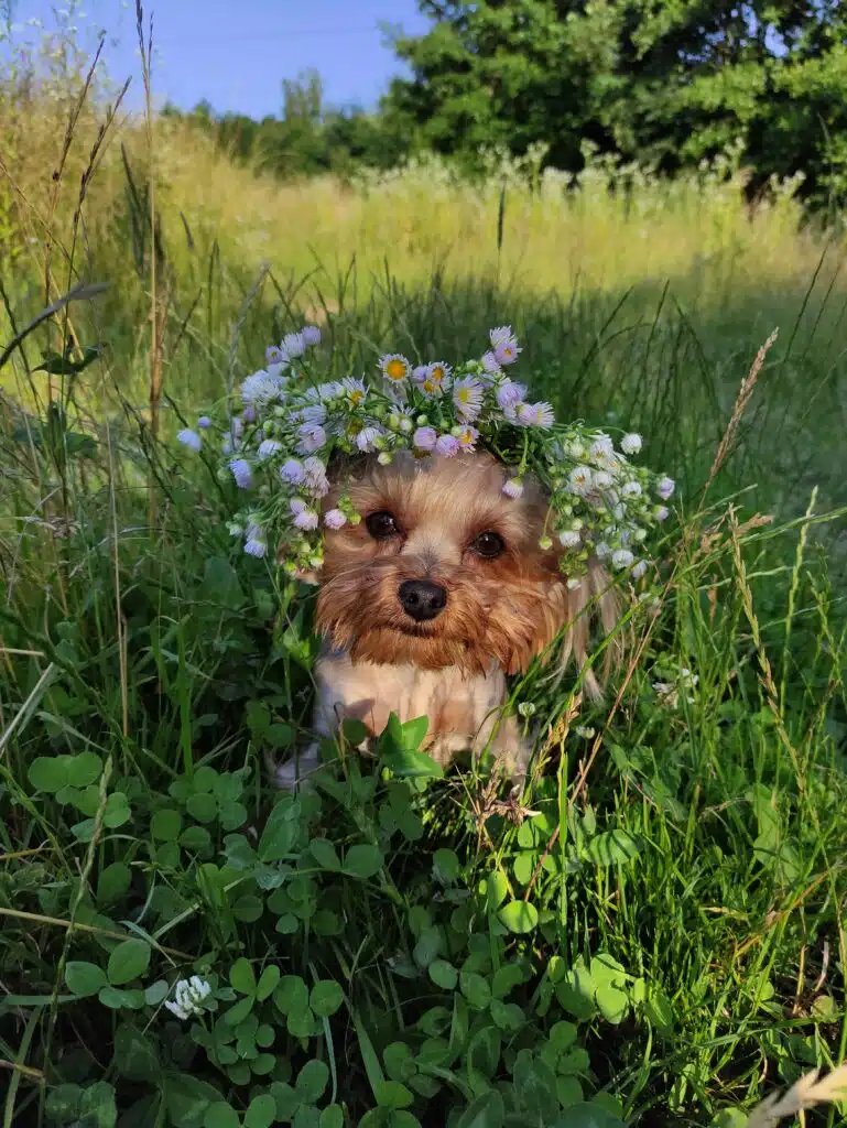 Image #1 from Олександра Черножукова