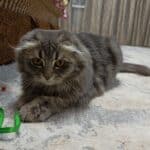 Фото з відгуку