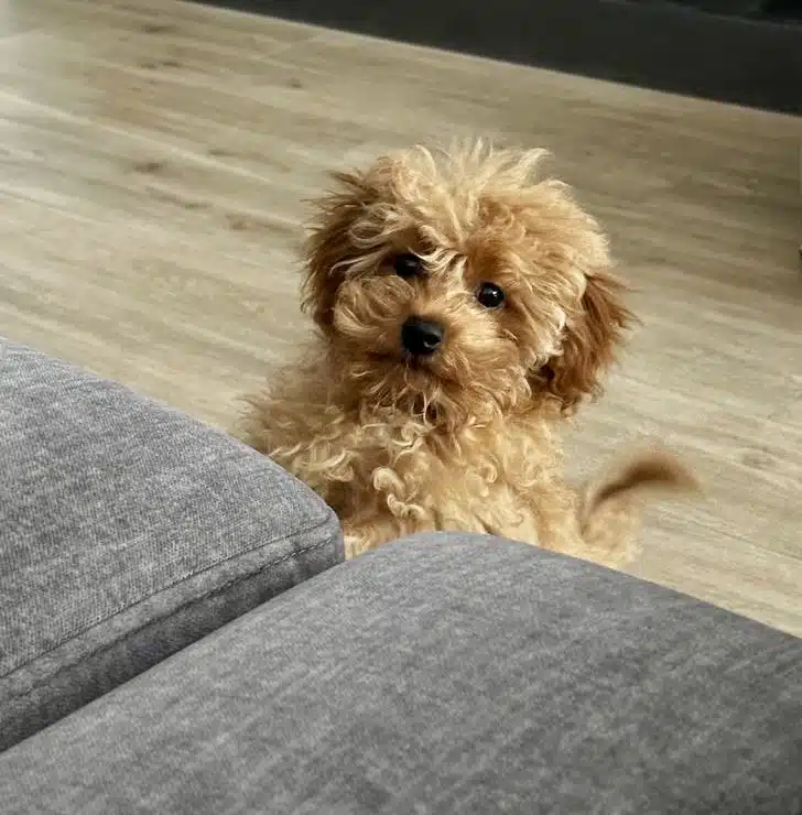 Зображення #1 від Лілія Демчук