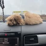 Фото з відгуку