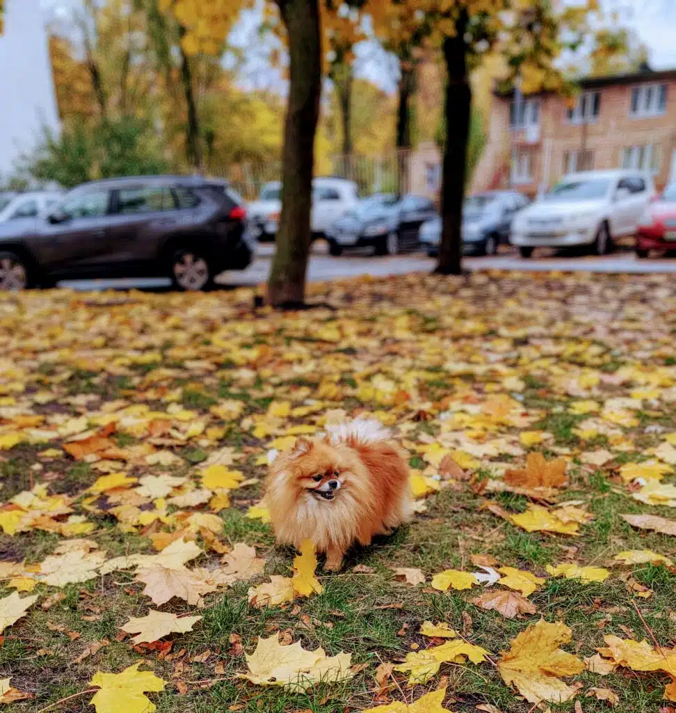 Зображення #1 від Богдан