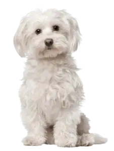 largeimage 4