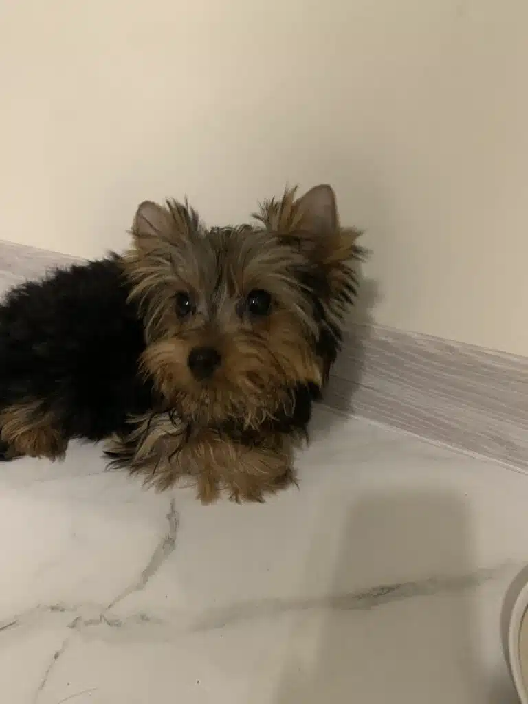 Зображення #1 від Ірина П.