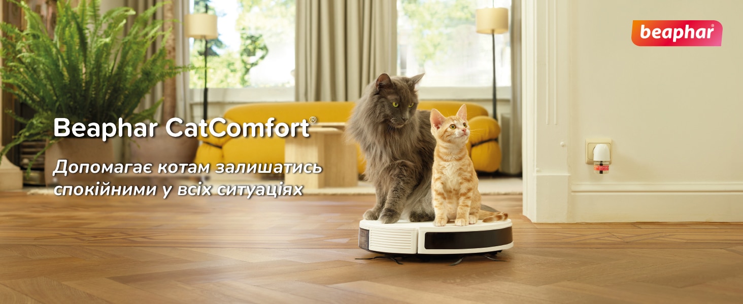 cat comfort