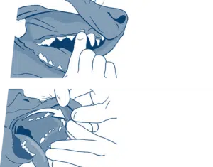 Діагностичні дентальні смужки для домашніх тварин - Plaqtiv+ OraStripdx, 4 шт 1 demo grafic fade