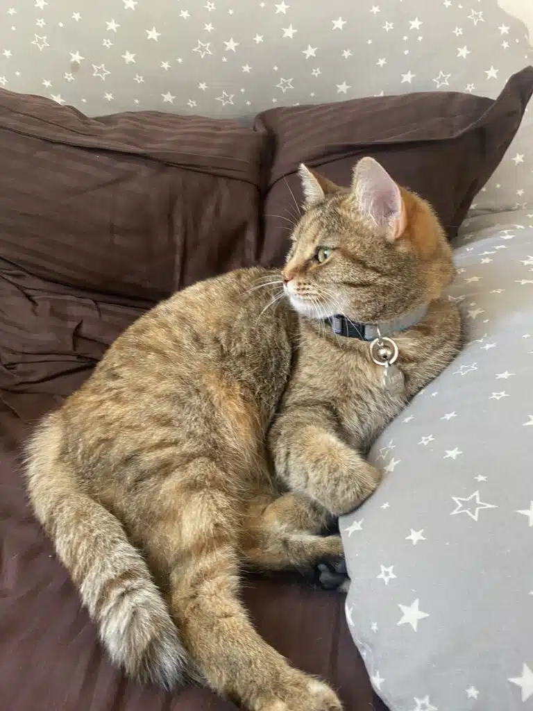 Зображення #1 від Олена Марченко