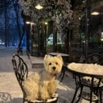 Фото з відгуку
