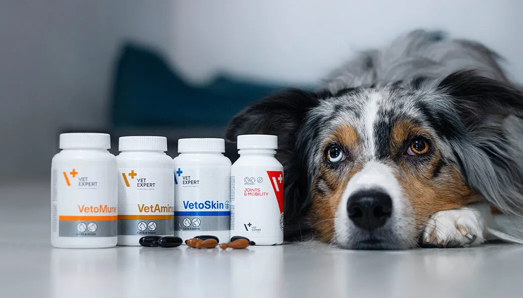 vetexpert banner amigovet