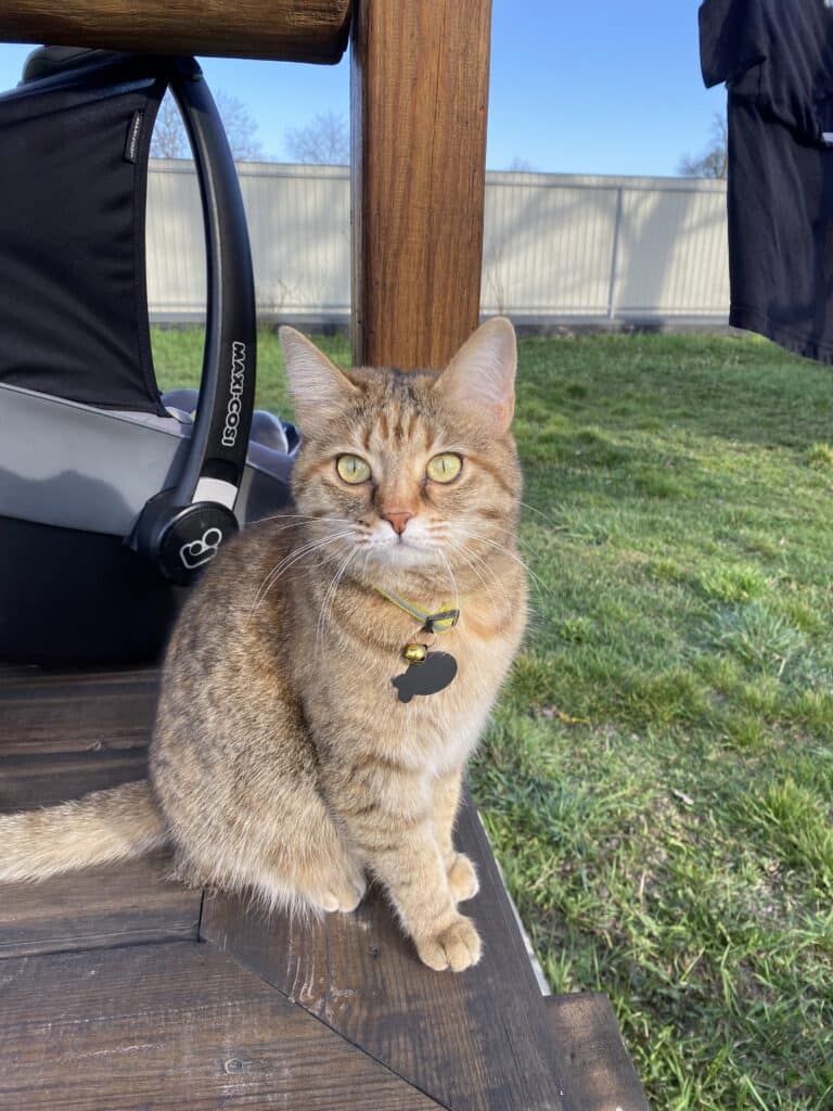 Зображення #1 від Олена Марченко