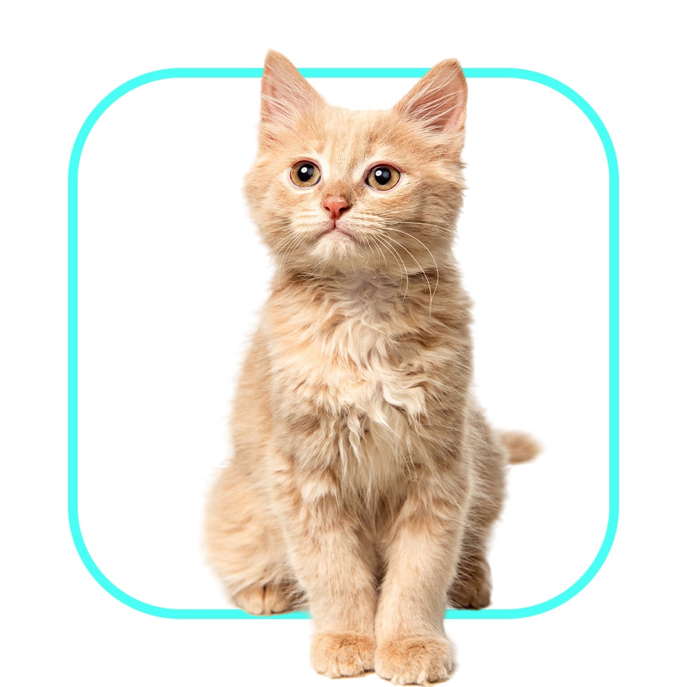 vet diet cat