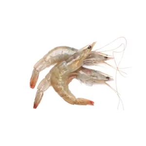 krill391 240resizebg amigovet 1