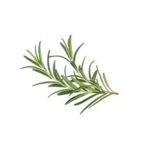 rosemary391 240resizebg amigovet 1 1 1