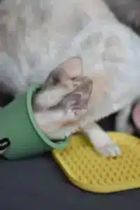 image00012-scaled-400×600.jpeg_amigovet