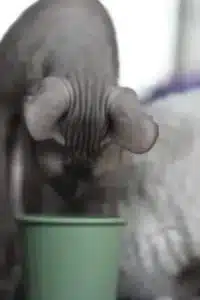 image00016-scaled-400×600.jpeg_amigovet