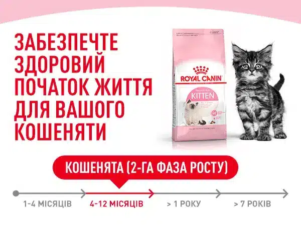 rc kitten secondage dry apremium mobile module 1 amigovet
